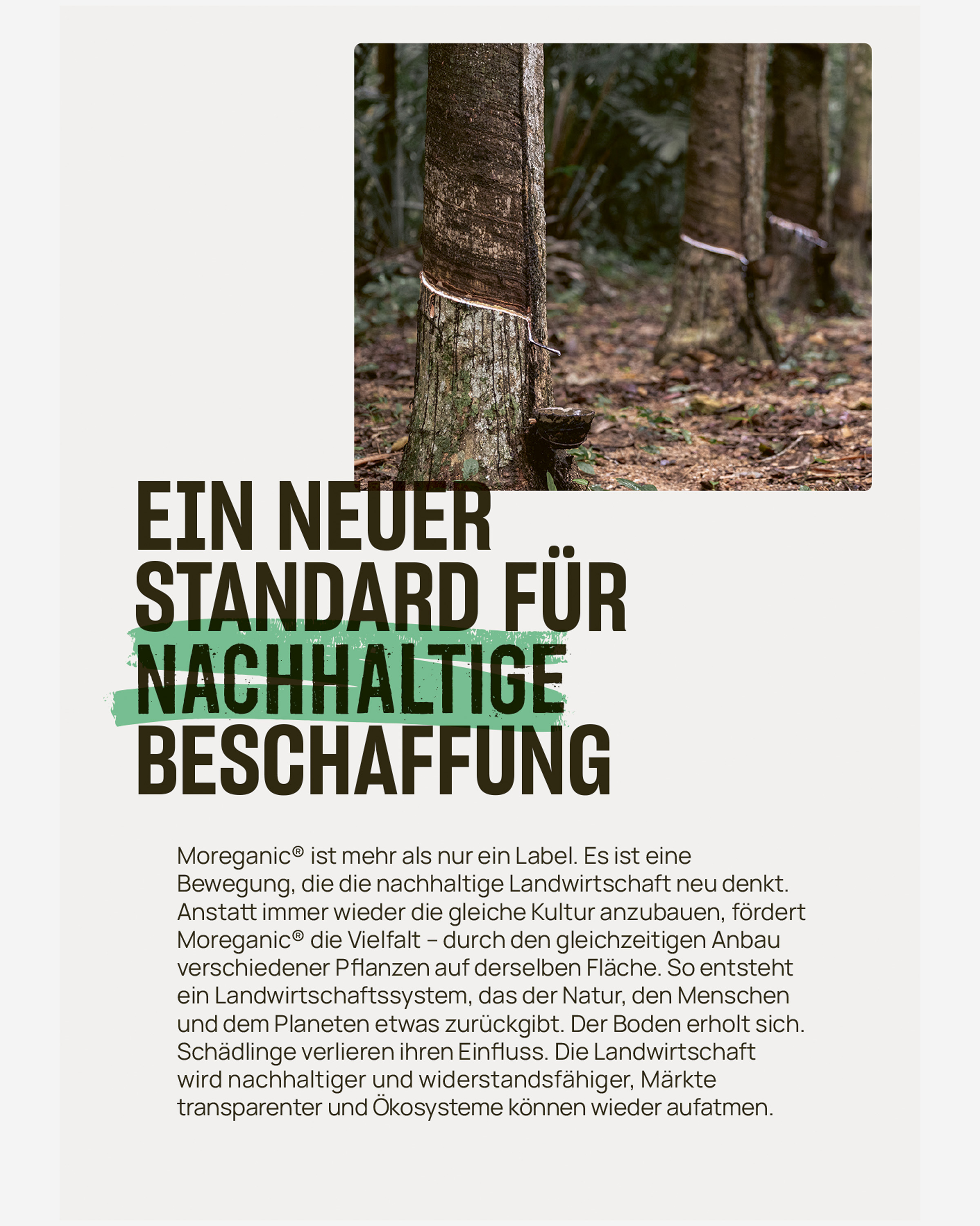 Naturlatexmatratze Classic Baumwolle medium